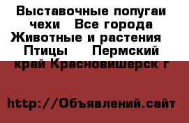 Выставочные попугаи чехи - Все города Животные и растения » Птицы   . Пермский край,Красновишерск г.